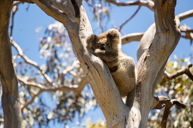 Little Koala Walking Tour - Who Will Love This Tour?