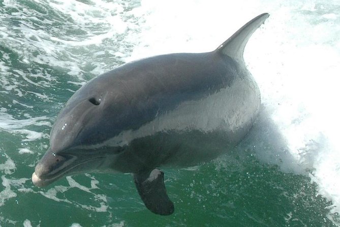 Little Toot Dolphin Adventure at Clearwater Beach - Recap