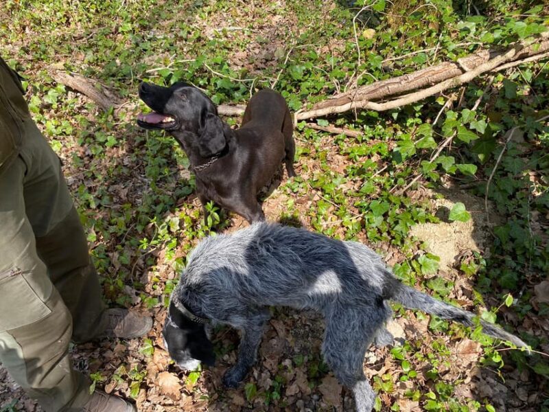 Livade: Guided Truffle Hunting Walking Tour - Participant Information