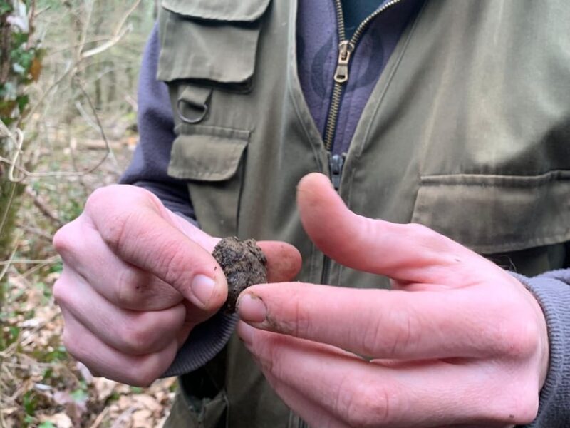 Livade: Guided Truffle Hunting Walking Tour - Truffle Hunting in Motovun Forest