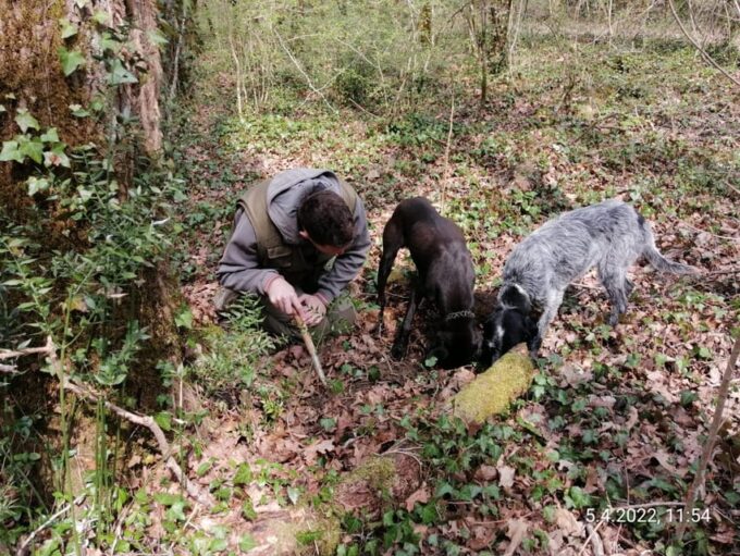 Livade: Guided Truffle Hunting Walking Tour - Reserving Your Truffle Adventure