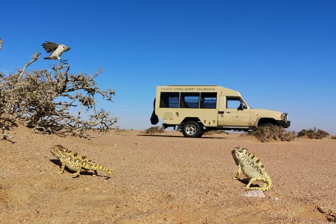 Living Desert Eco Dune Tour - Highlights of the Experience