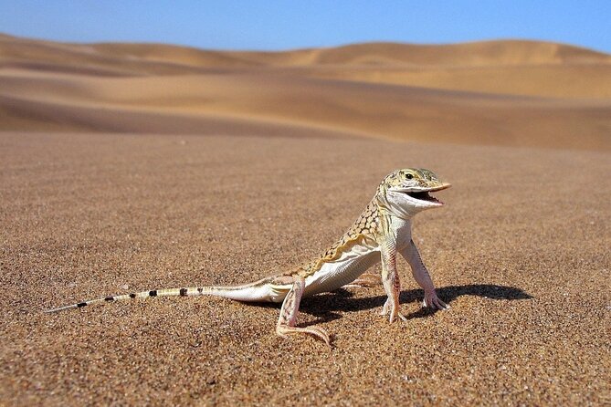 LIVING DESERT TOUR (Little 5 TOUR) - Booking Information