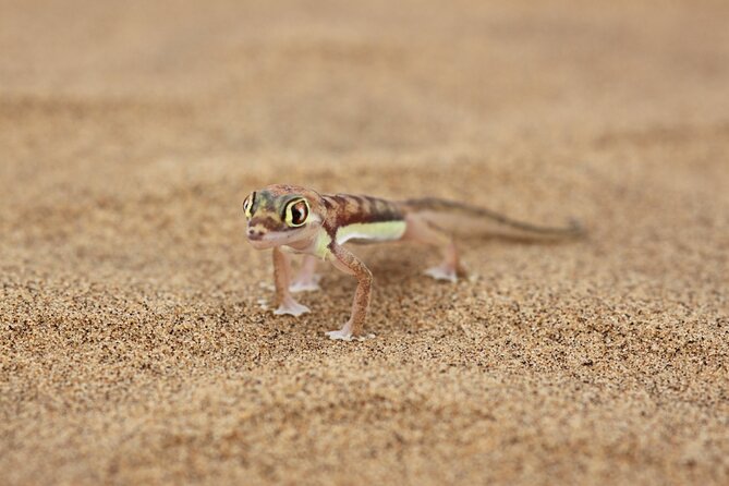 LIVING DESERT TOUR (Little 5 TOUR) - Frequently Asked Questions