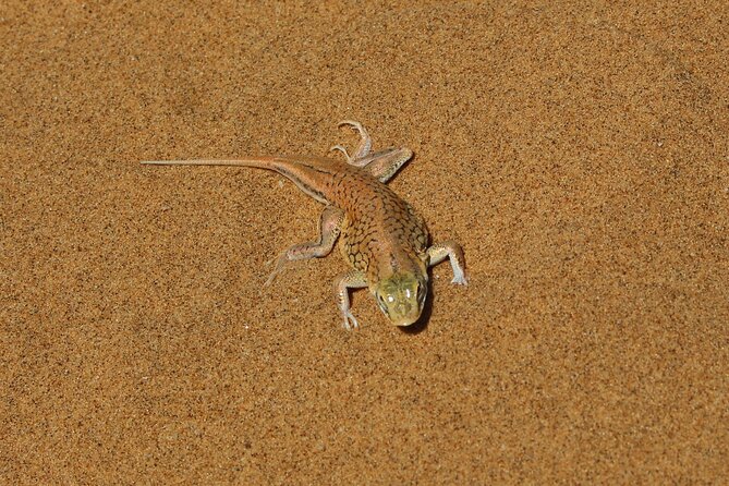 Living Dunes Experience From Swakopmund - Meeting Point and Pickup Details