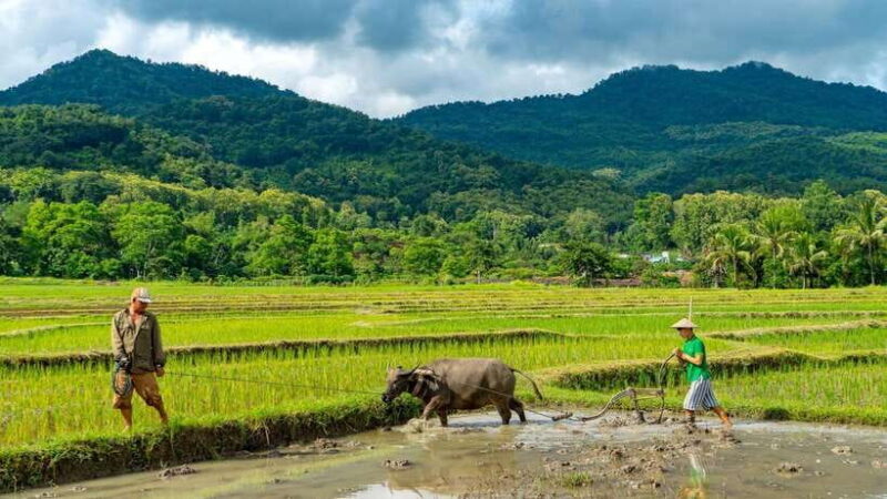 Living Land Farm Rice Experience - Key Points