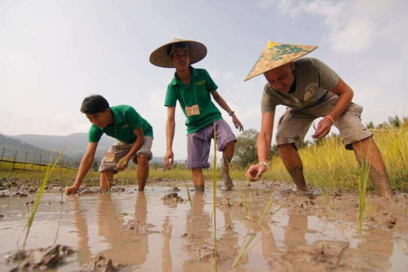Living Land Farm Rice Experience - FAQ