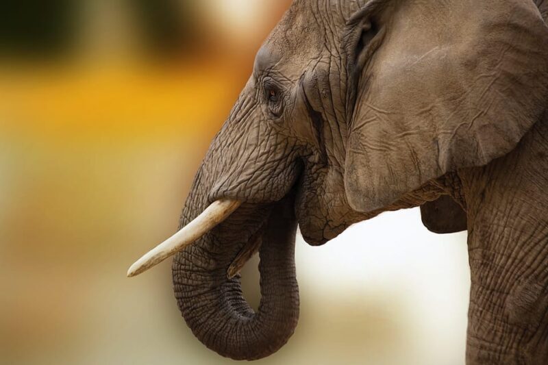 Livingstone: Game Drive and White Rhino Walking Safari - An In-Depth Look at the Experience