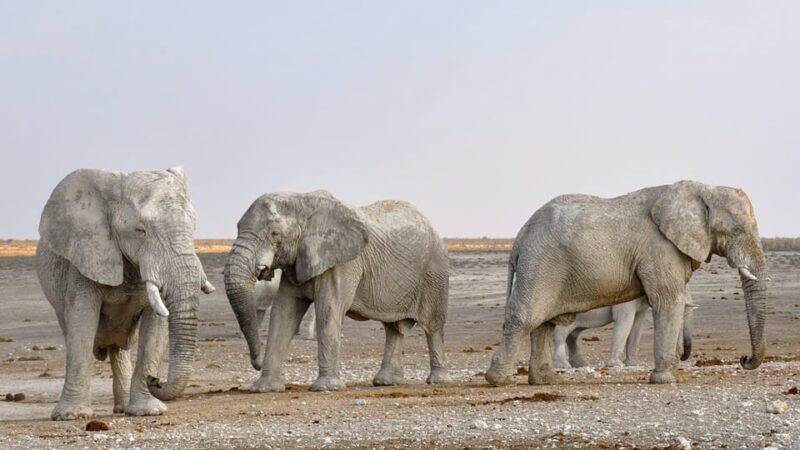 Livingstone: Game Drive and White Rhino Walking Safari - Why This Tour Stands Out