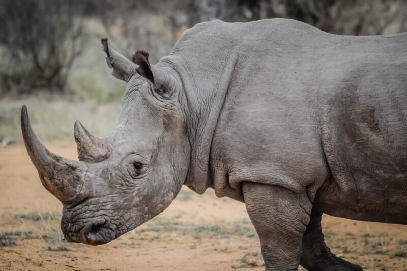 Livingstone: Game Drive and White Rhino Walking Safari - Who Should Consider This Tour?
