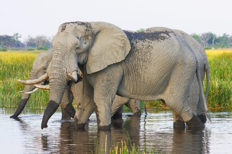 Livingstone: Game Drive and White Rhino Walking Safari - Key Points