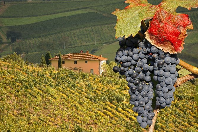 Livorno Port ShorExcursion: Montalcino Pienza Tuscany Wine&Cheese - Ask Away