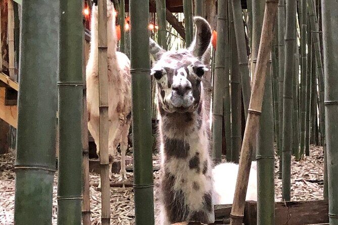 Llama, Alpaca, Guanaco Experience - Key Points