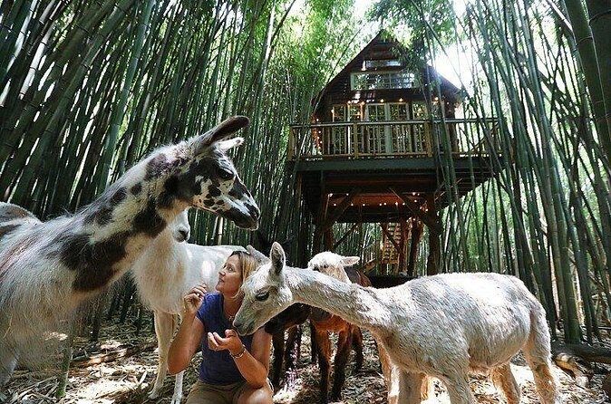 Llama, Alpaca, Guanaco Experience - A Closer Look at the Experience