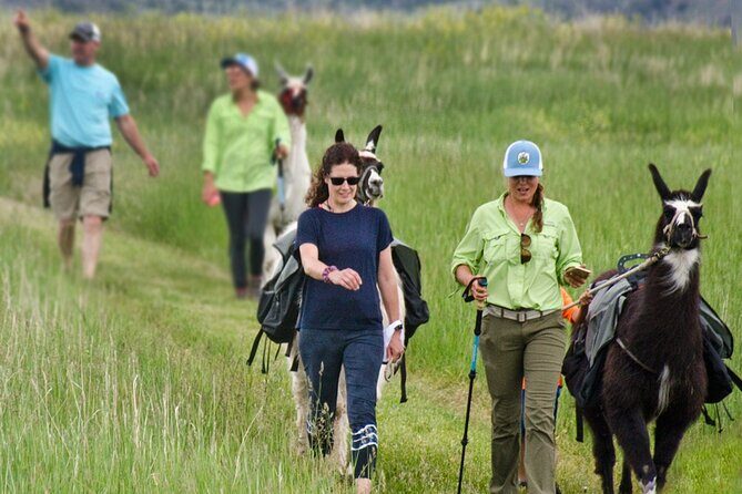 Llama Hike and Farm Tour - A Genuine Montana Experience: The Llama Hike and Farm Tour