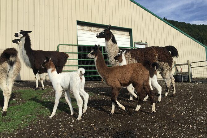 Llama Hike and Farm Tour - Authenticity and Value: Who Will Love This?