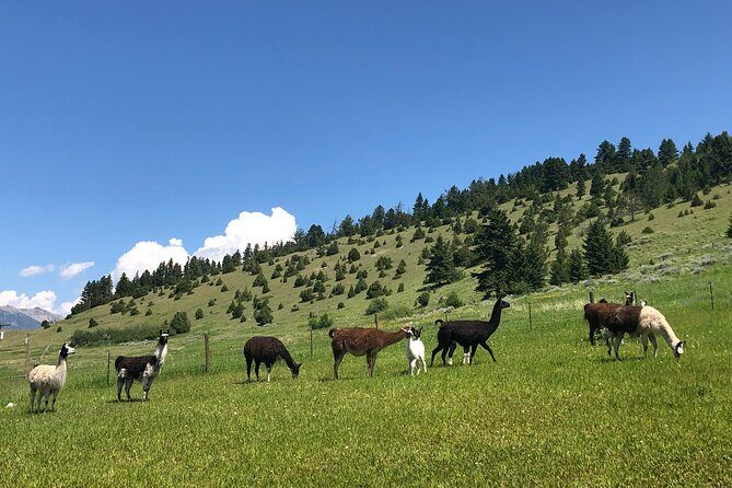 Llama Hike and Farm Tour - Final Thoughts: Is It Worth It?