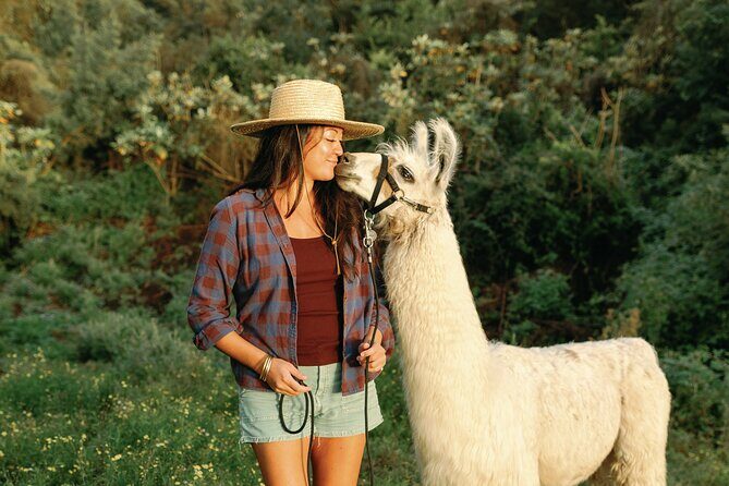 Llama Sunset Hike - The Sum Up