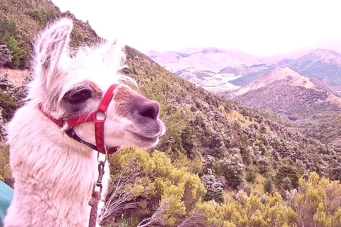 Llama Trek (Taster) - Kowhai River Valley and Native Woodland Tour - Accessibility Features