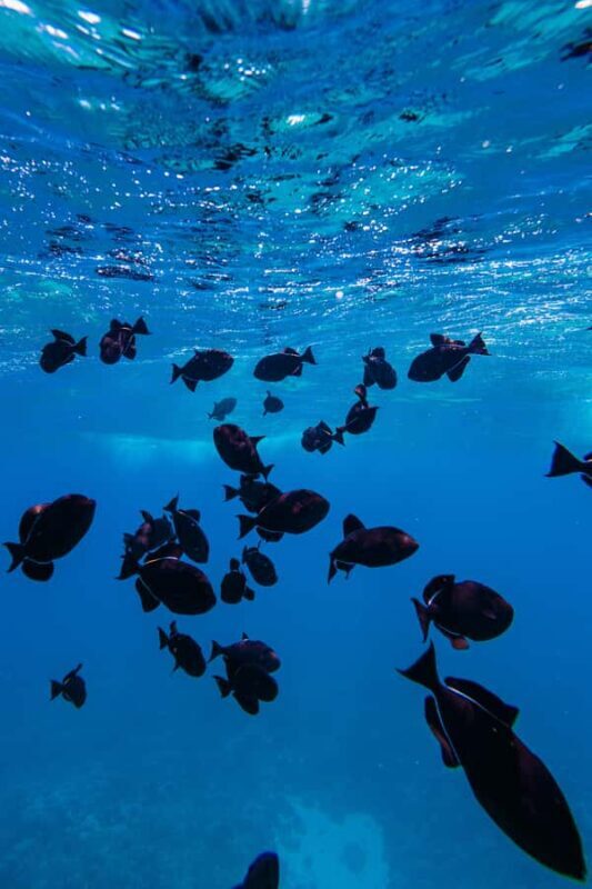 Lna'i Coast Snorkel & Sail from Lahaina - Practical Details and Value