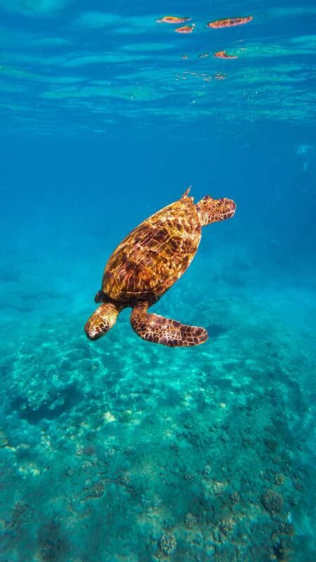 Lna'i Coast Snorkel & Sail from Lahaina - Who Should Consider This Tour?