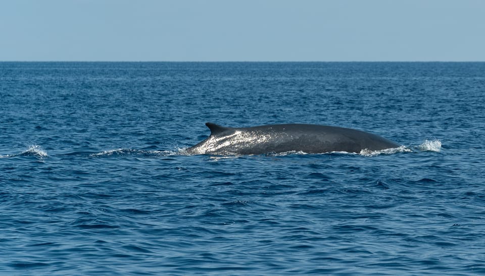 Loano: Pelagos Sanctuary Wildlife Cruise With Guide - Tour Overview