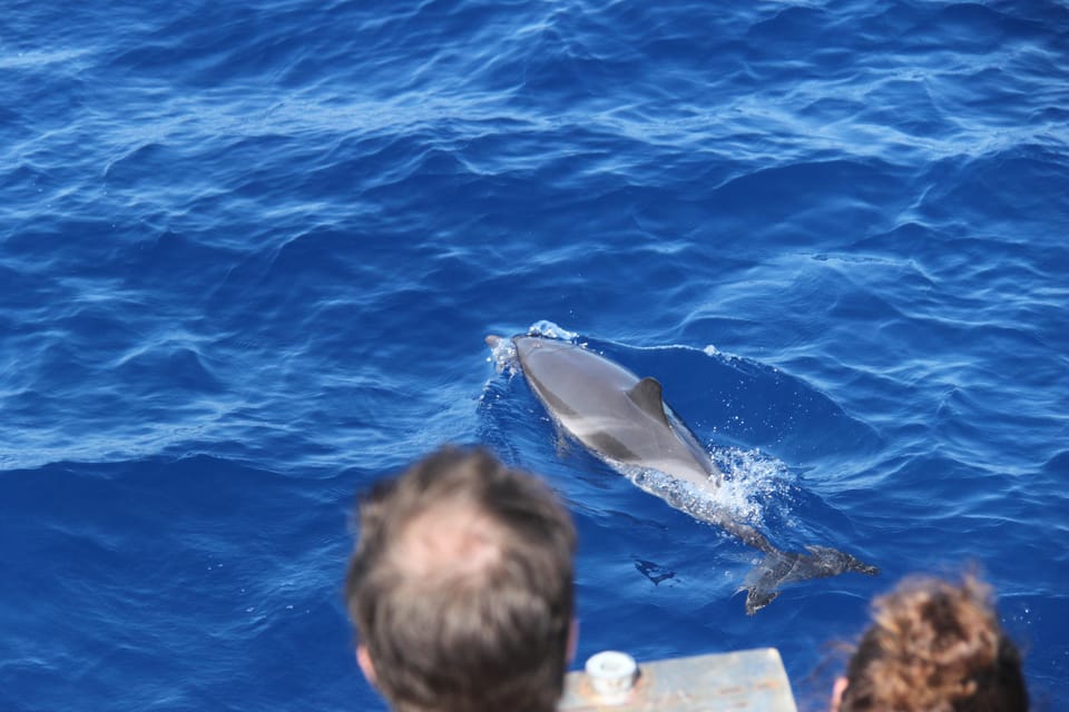 Loano: Pelagos Sanctuary Wildlife Cruise With Guide - Expert Spotters