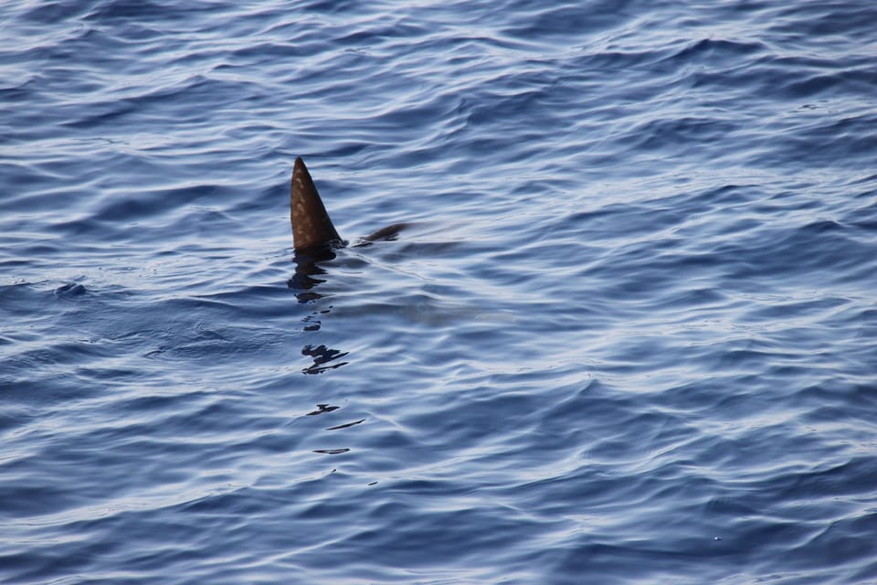 Loano: Pelagos Sanctuary Wildlife Cruise With Guide - Weather Considerations