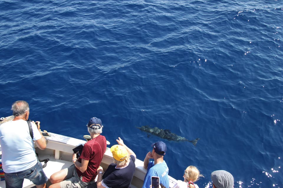 Loano: Pelagos Sanctuary Wildlife Cruise With Guide - Customer Feedback