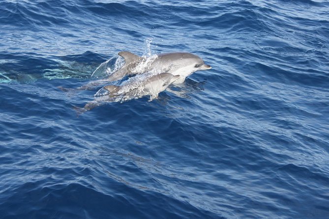 Lobos Island - the Dolphin Route - Regulated Access to the Island