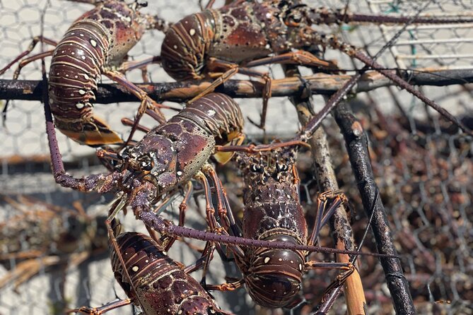 Lobster For Lunch On Private Beach In Negril - Tour Overview