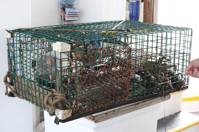 Lobstering Eco Tour - An In-Depth Look at the Lobstering Eco Tour