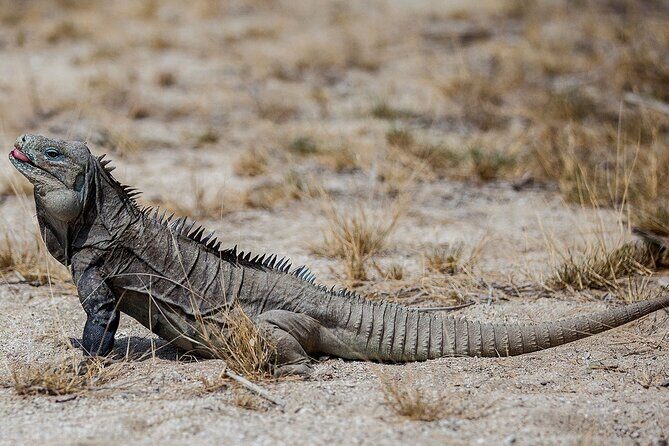 Local Excursion || Jungle Safari Excursion - What Travelers Say About This Tour