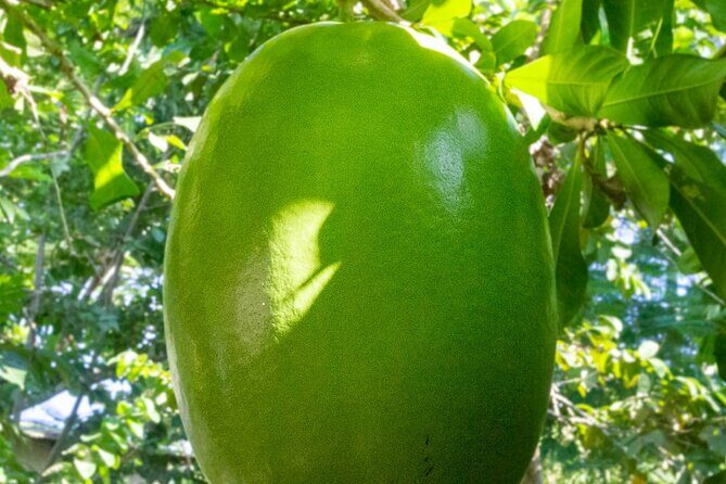 Local Excursion || Jungle Safari Excursion - Who Should Consider This Tour?