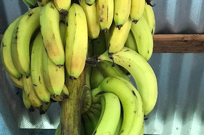 Local food tour and local fields - Value and Pricing Analysis