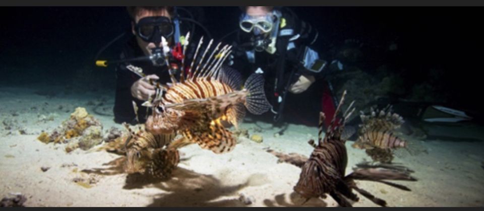 Local Scuba Night Dive - Witnessing the Bioluminescent Light Show