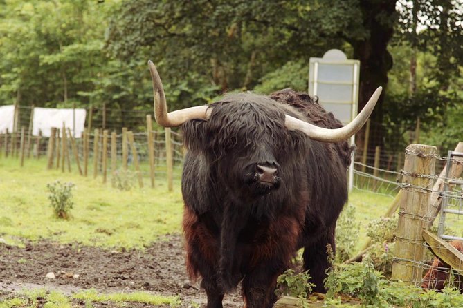 Loch Ness, Glencoe and the Scottish Highlands Tour From Edinburgh - Customer Reviews and Experiences