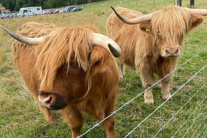 loch Ness, Inverness and Outlander Sites From Invergordon Port - Authentic Experiences and Highlights From Reviews