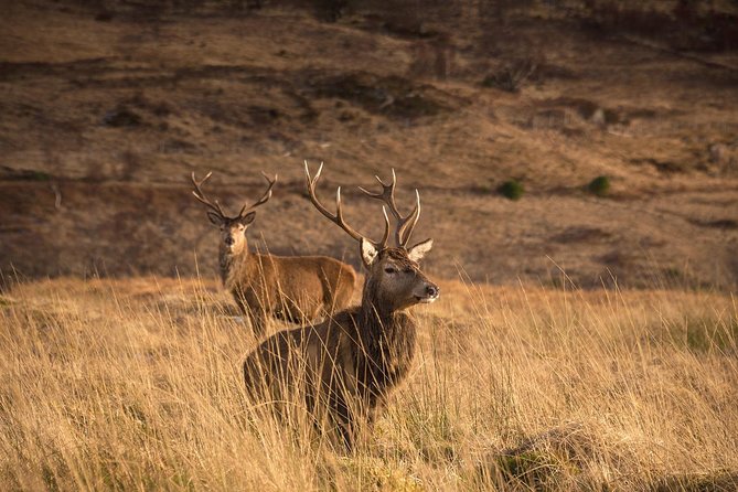 Loch Ness, Scottish Highlands, Glencoe and Pitlochry Tour - Booking