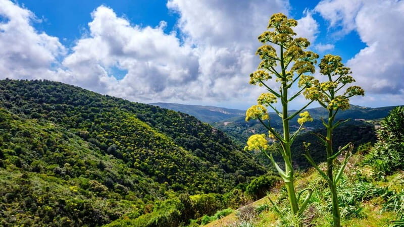 Lodè: Trekking Trip to Punta Cupeti on Montalbo - Final Thoughts