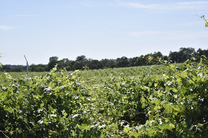 Lodi wine tasting tours Customized private 1 to 14 passenger - Introduction