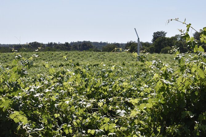 Lodi wine tasting tours Customized private 1 to 14 passenger - Practical Details and Tips