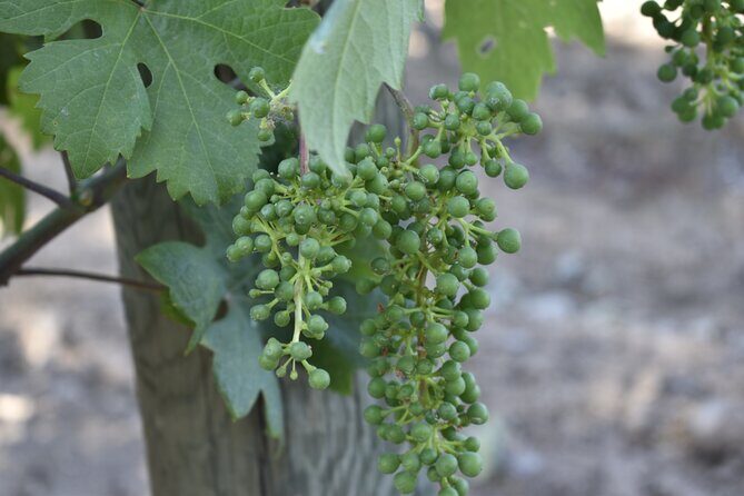 Lodi wine tasting tours Customized private 1 to 14 passenger - The Sum Up