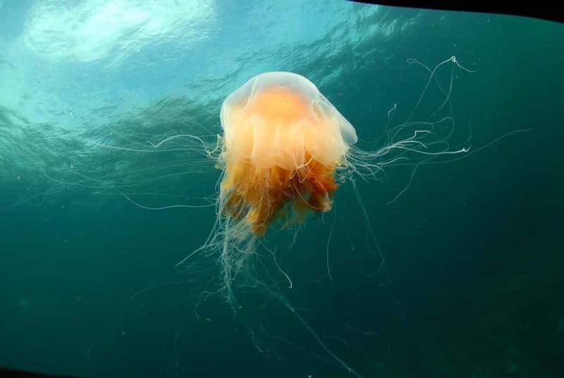 Lofoten: Family Snorkeling Tour - The Boat Ride: Scenic and Scenic