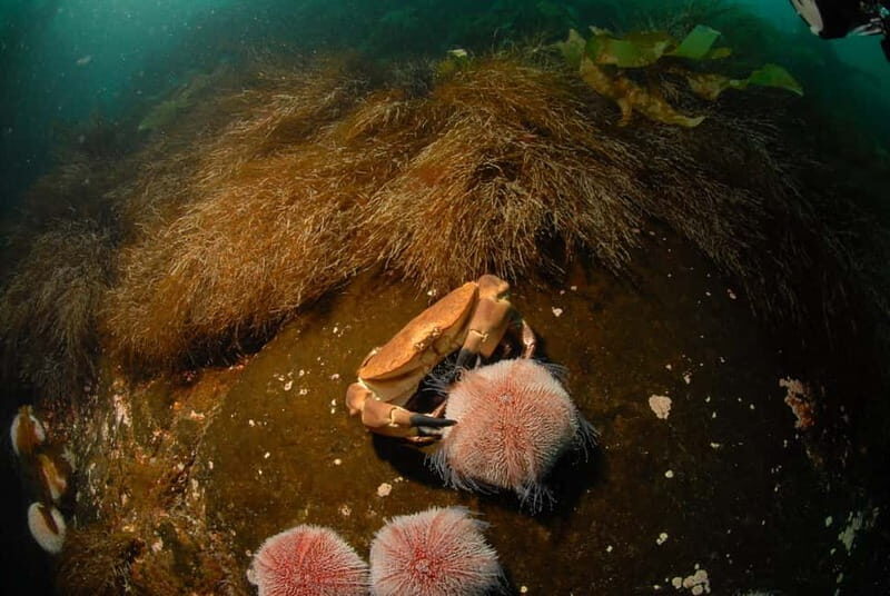 Lofoten: Family Snorkeling Tour - Equipment and Comfort: What’s Included and What to Bring