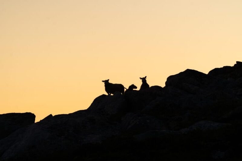 Lofoten Islands: Guided Hiking Into the Wilderness - Uphill - FAQ