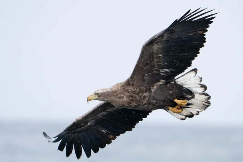 Lofoten: Sea Safari & Sightseeing Adventure by RIB - The Sum Up: Is It Worth It?