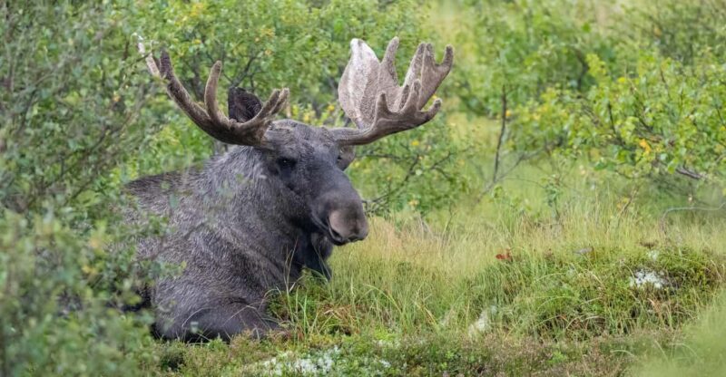 Lofoten: Wildlife Safari - Key Points