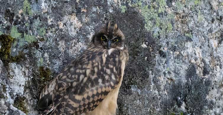 Lofoten: Wildlife Safari - An Authentic Look at the Lofoten Wildlife Safari