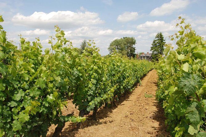 Loire Valley Wines Private Day Tour with Tastings from Tours or Amboise - FAQs